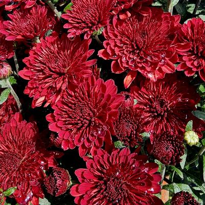 Chrysanthemum Selena Red 