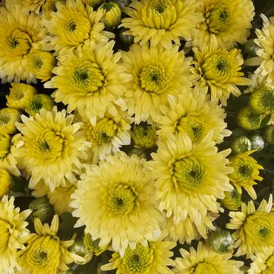 Chrysanthemum Key Lime 