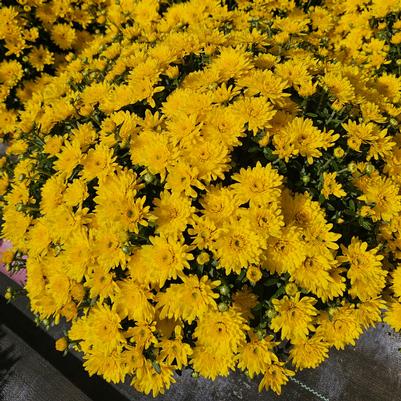 Chrysanthemum Beverly Gold 