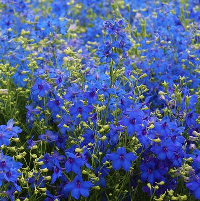 Delphinium grandiflorum Blue Mirror