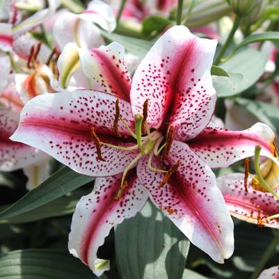 Lilium Dizzy