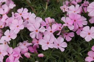 Phlox Strawberries and Cream