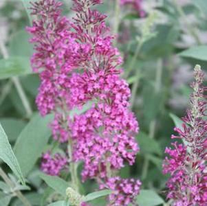 Buddleia Stellar Pink
