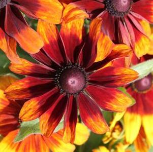 Rudbeckia Becky Cinnamon