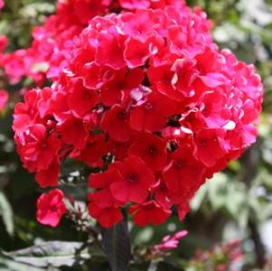 Phlox paniculata Lord Clayton