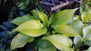 Hosta Appletini