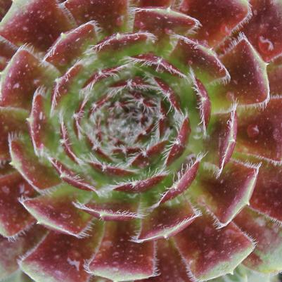 Sempervivum Pilioseum