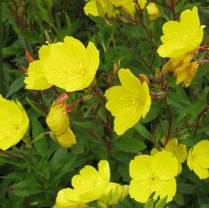 Oenothera tetragona 