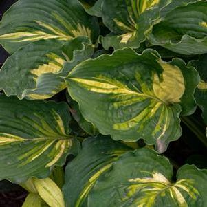 Hosta Lakeside Paisley Print
