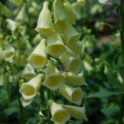 Digitalis grandiflora 