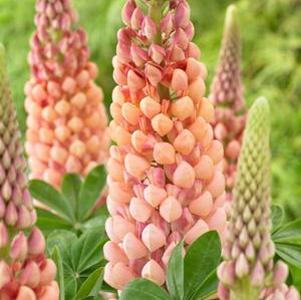 Lupinus Westcountry™ Salmon Star