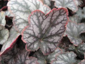 Heuchera Color Dream