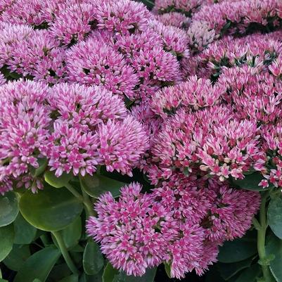 Sedum Autumn Joy