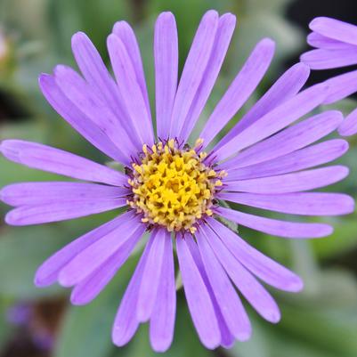 Aster Blue Autumn