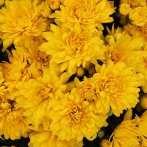 Chrysanthemum Brittany Yellow
