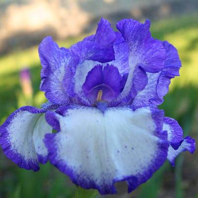 Papaver Orientale 'king Kong' Poppy From Hoffie Nursery