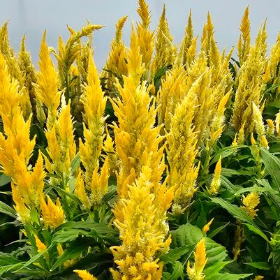 Celosia spicata Kelo Fire Yellow