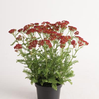 Achillea millefolium Milly Rock™ Red