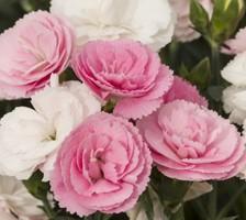 Dianthus Constant Cadence® Peach Milk