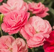 Dianthus Constant Cadence® Salmon