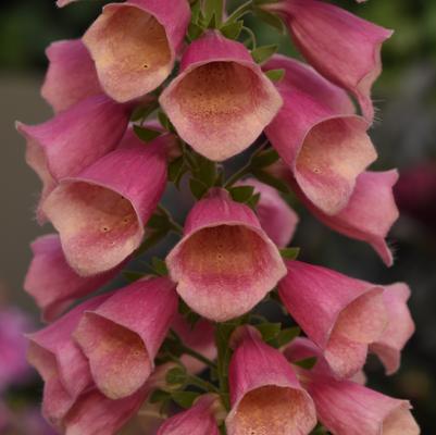 Digitalis Arctic Fox Rose Arctic Fox Rose 