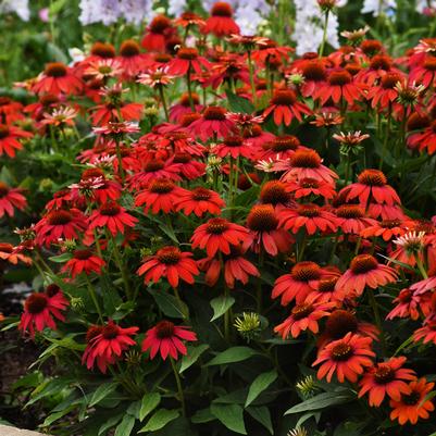 Echinacea Artisan® Red Ombre (Coneflower)