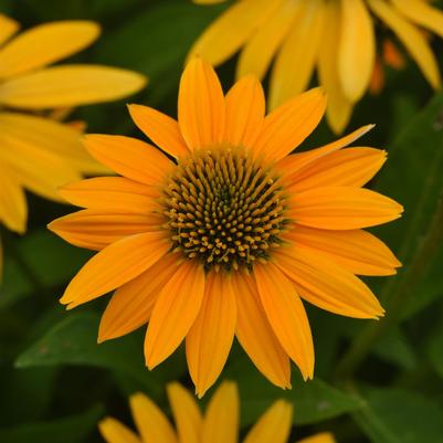 Echinacea Artisan® Yellow Ombre Artisan® 