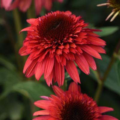 Echinacea Raspberry Deluxe Double Scoop™ 