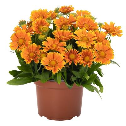 Gaillardia aristata Spintop® Mango Spintop® 