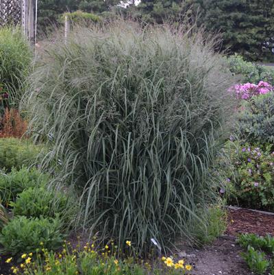 Panicum virgatum PRAIRIE WINDS® Apache Rose