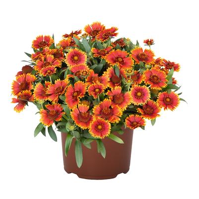 Gaillardia aristata Spintop® Orange Halo Spintop® 