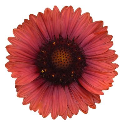 Gaillardia aristata Spintop® Red Spintop® 