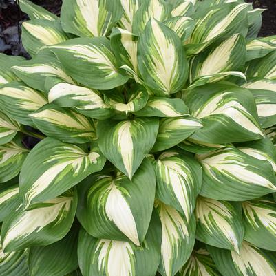 Hosta Miss America (Hosta)