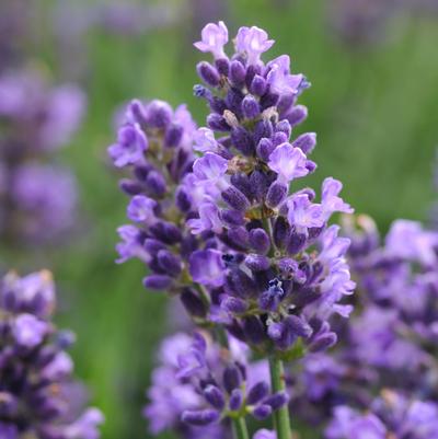 Lavandula angustifolia SuperBlue (Lavender)