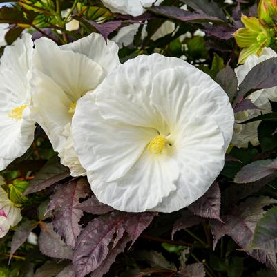 Hibiscus Summerific® Summerific® Cookies and Cream