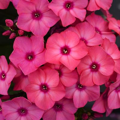 Phlox paniculata Super Ka-Pow™ Coral