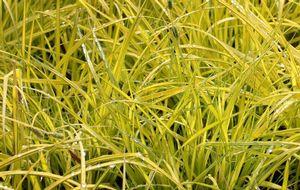 Carex elata Bowles Golden