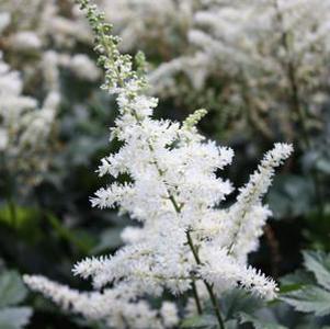 Astilbe chinensis Vision in White