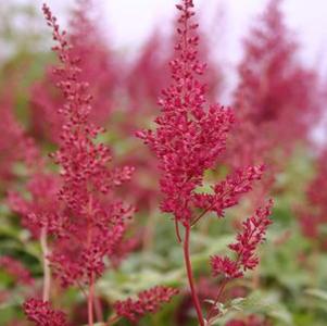 Astilbe japonica Red Sentinel