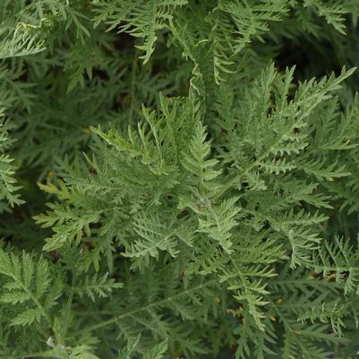 Artemisia gmelinii Sunfern Arcadia