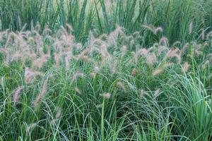 Pennisetum alopecuroides 'Hameln' - Dwarf Fountain Grass from Hoffie Nursery