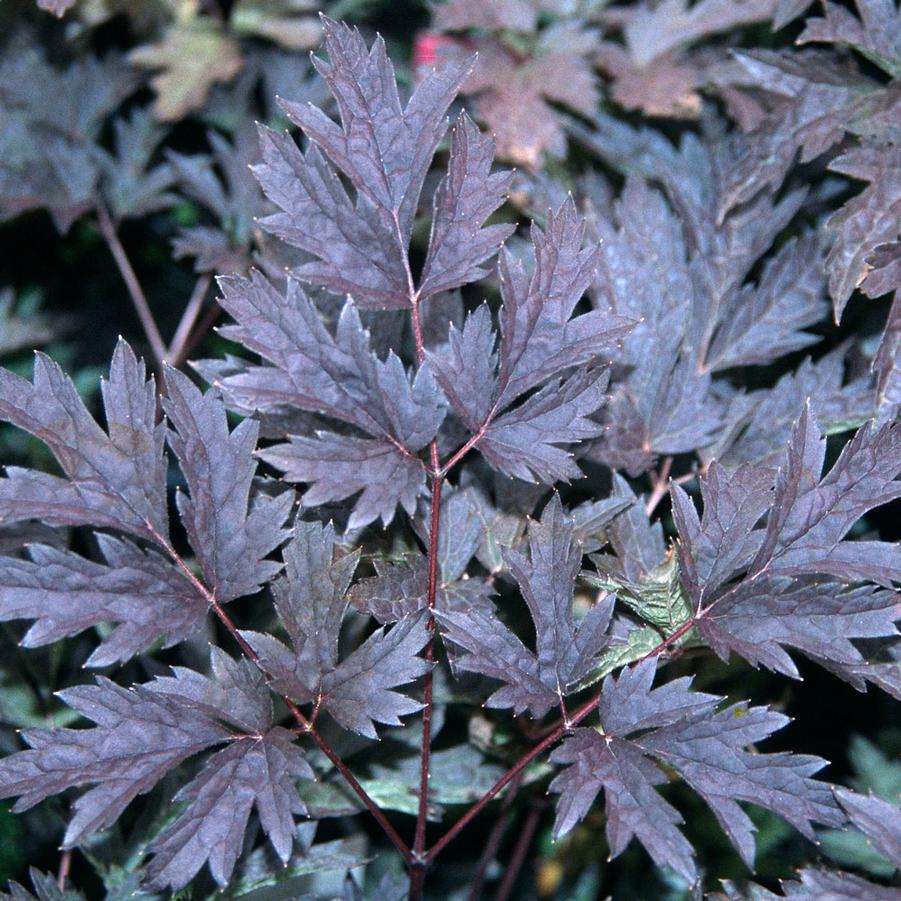 Cimicifuga (Actaea) ramosa 'Hillside Black Beauty' - Bugbane from Hoffie Nursery