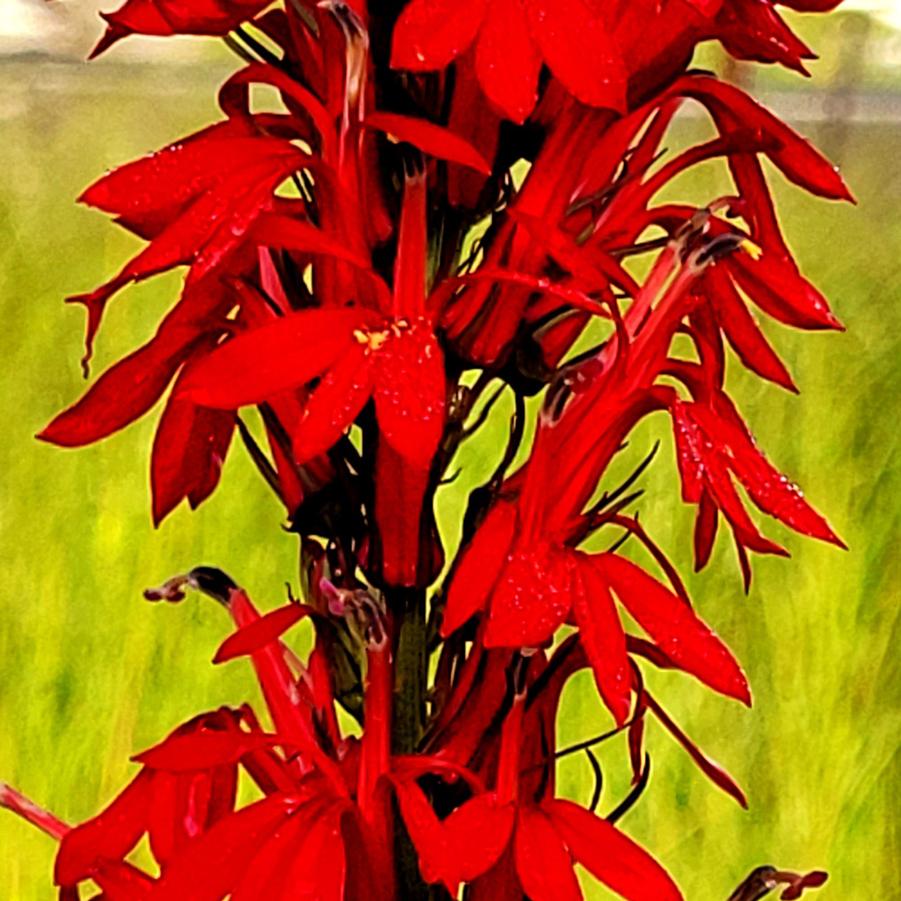 Lobelia cardinalis - Cardinal Flower from Hoffie Nursery