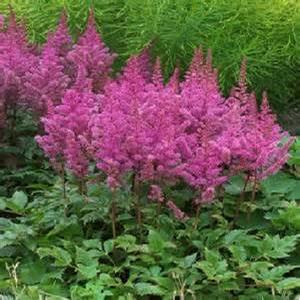 Astilbe chinensis Maggie Daley
