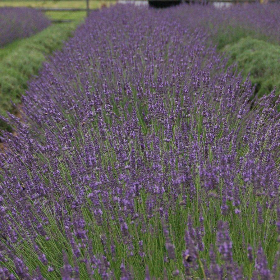 Lavandula intermedia 'Phenomenal' - Lavender from Hoffie Nursery
