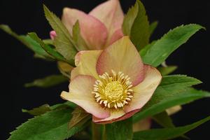 Helleborus Winter Jewels® 'Apricot Blush' - Lenten Rose from Hoffie Nursery