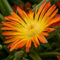 Delosperma Delmara® Orange - Ice Plant from Hoffie Nursery