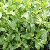 Tarragon, Mexican - Tagetes lucida from Hoffie Nursery