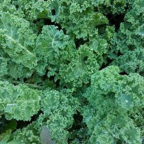 Kale 'Prizm' - Brassica oleracea from Hoffie Nursery