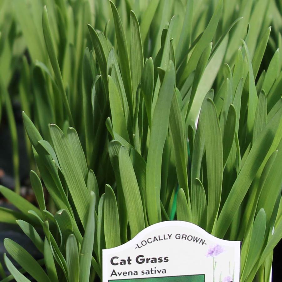 Cat Grass 